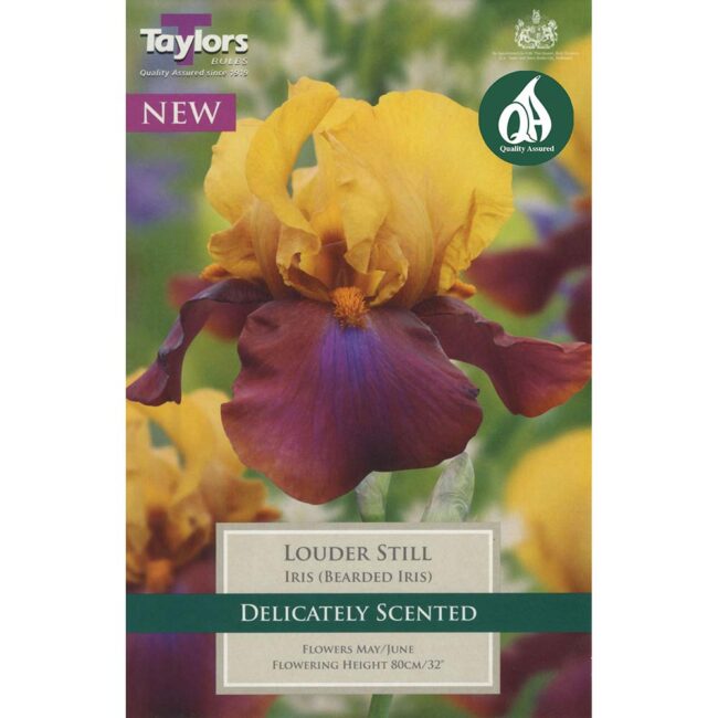 TAYLORS BULBS IRIS LOUDER STILL