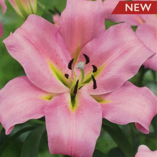 TAYLORS LILY GRACEFUL