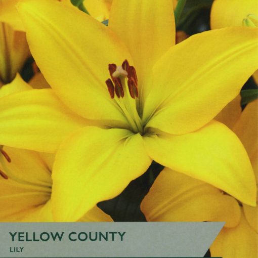 TAYLORS LILY YELLOW COUNTY