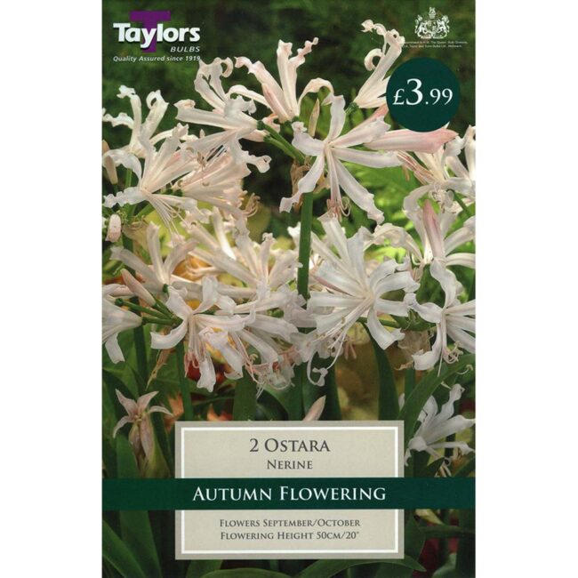 NERINE OSTARA 2 PACK - TAYLORS BULBS