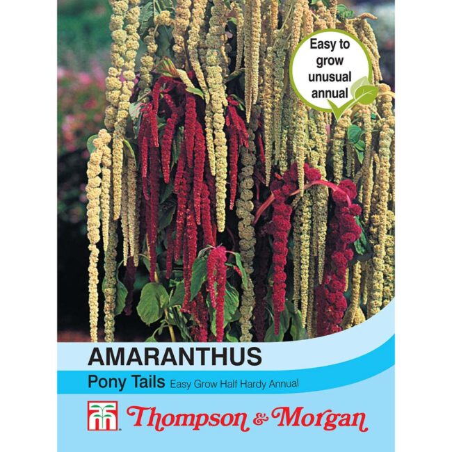 THOMPSON & MORGAN - AMARANTHUS PONY TAILS SEEDS