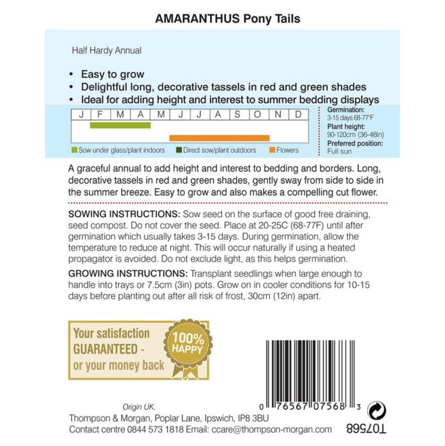 THOMPSON & MORGAN - AMARANTHUS PONY TAILS SEEDS - Image 2