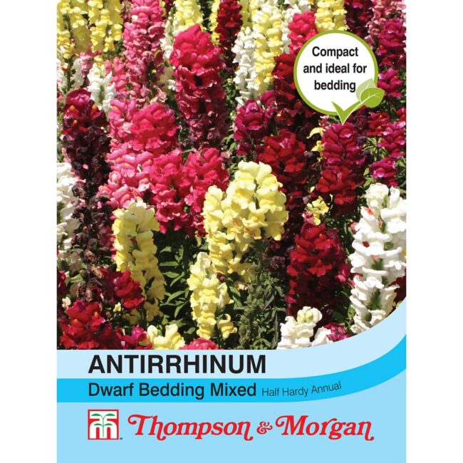 THOMPSON & MORGAN - ANTIRRHINUM DWARF BEDDING MIXED SEEDS