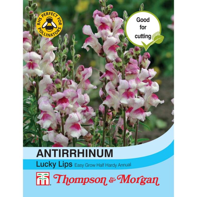 THOMPSON & MORGAN - ANTIRRHINUM LUCKY LIPS SEEDS