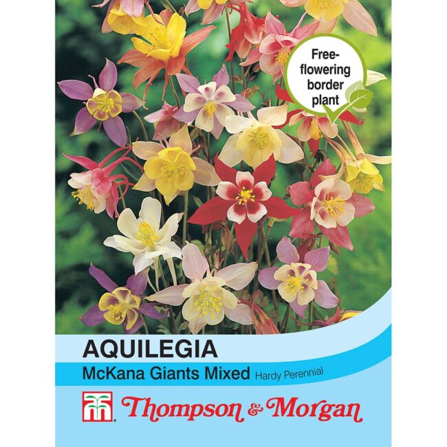 THOMPSON & MORGAN - AQUILEGIA MCKANA GIANT HYBRIDS MIXED SEEDS