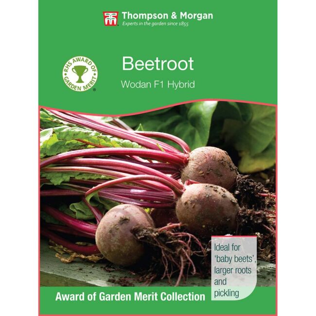 THOMPSON & MORGAN - BEET WODAN F1 HYBRID