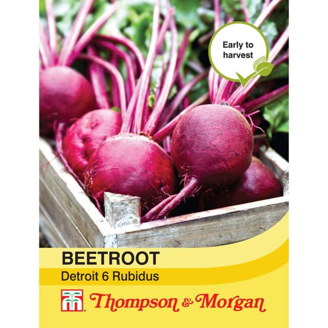 THOMPSON & MORGAN - BEETROOT DETROIT 6 RUBIDUS SEEDS