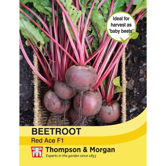 THOMPSON & MORGAN - BEETROOT RED ACE F1 HYBRID SEEDS