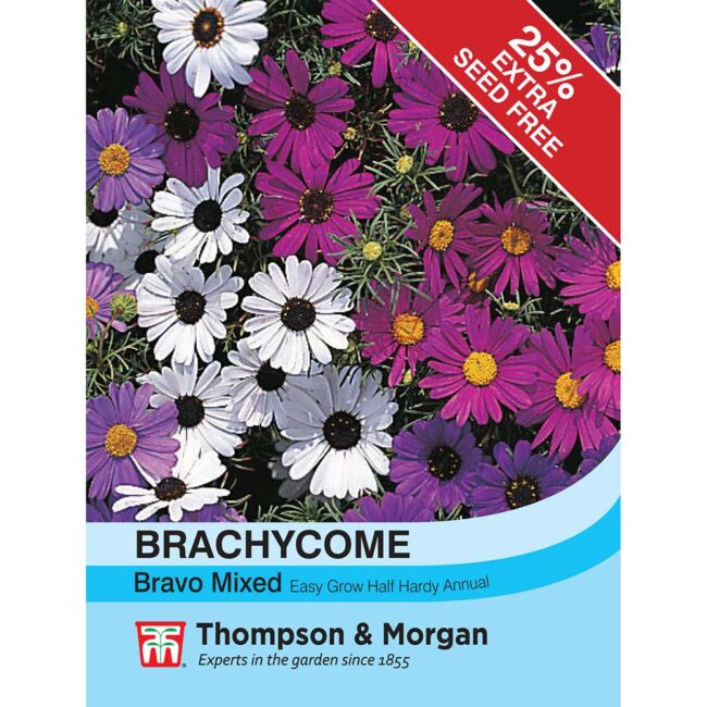 THOMPSON & MORGAN - BRACHYCOME BRAVO SEEDS