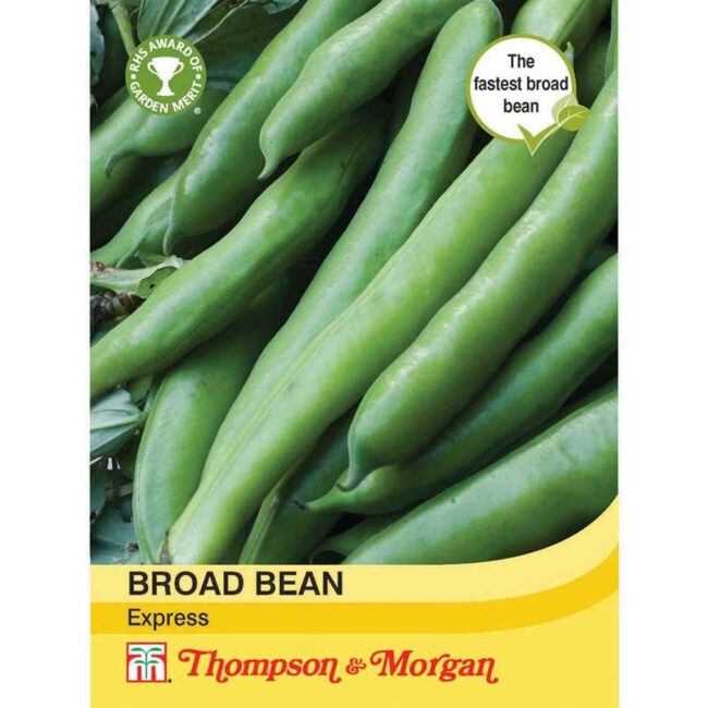 THOMPSON & MORGAN - BROAD BEAN EXPRESS SEEDS