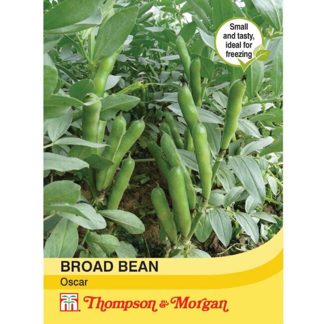THOMPSON & MORGAN - BROAD BEAN OSCAR SEEDS