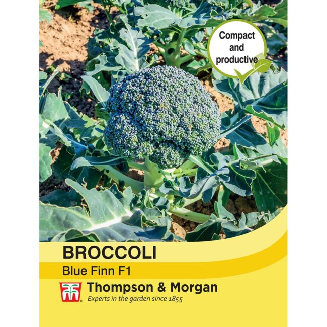 THOMPSON & MORGAN - BROCCOLI BLUE FINN F1