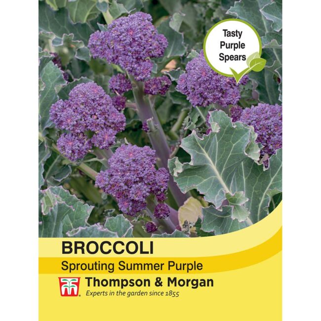 THOMPSON & MORGAN - BROCCOLI SPROUTING SUMMER PURPLE