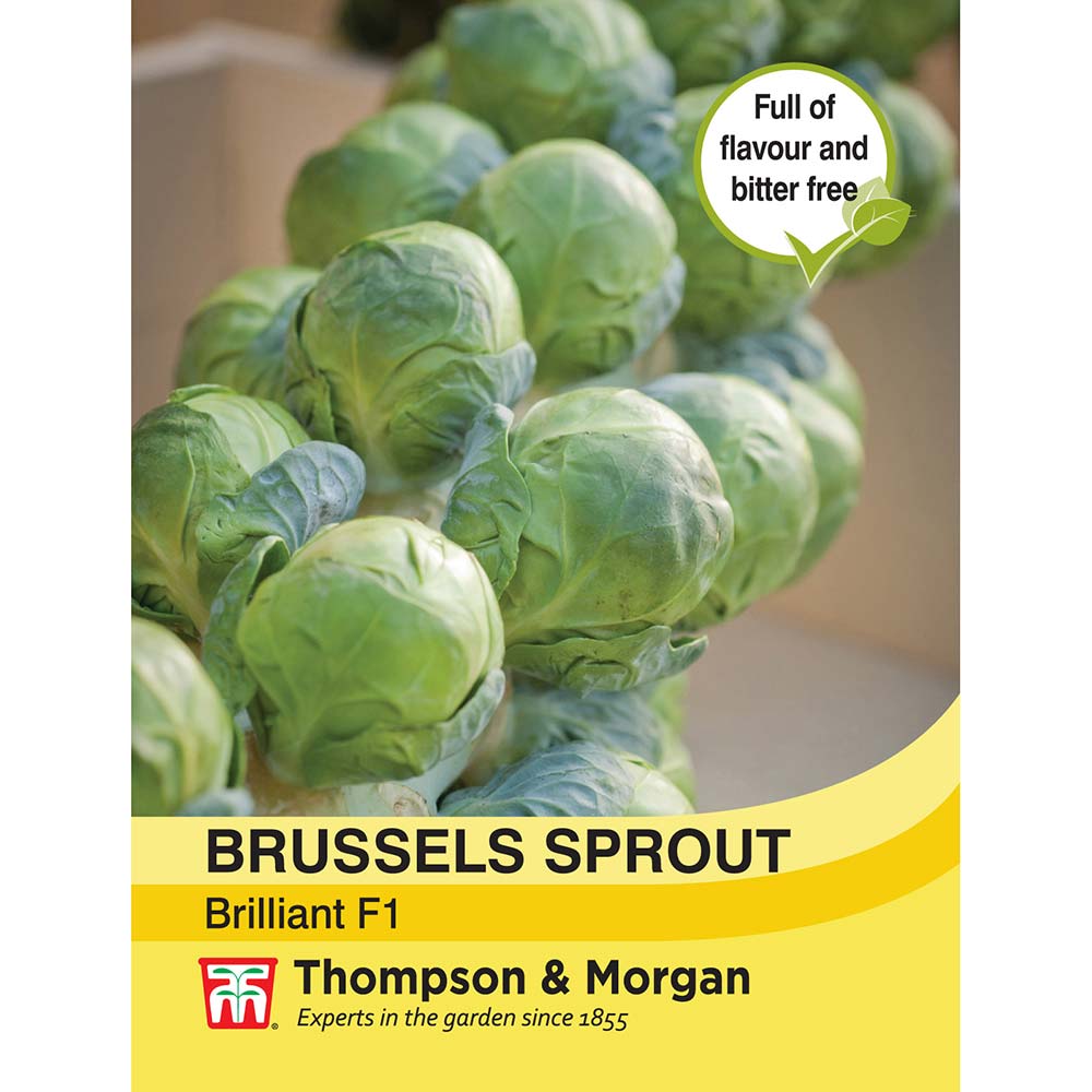 THOMPSON & MORGAN - BRUSSELS SPROUT BRILLIANT F1 HYBRID SEEDS