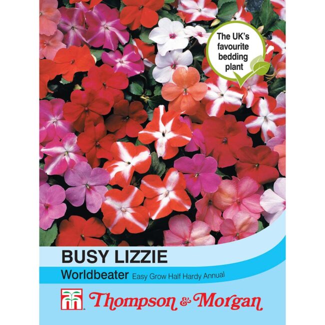 THOMPSON & MORGAN - BUSY LIZZIE WORLDBEATER SEEDS