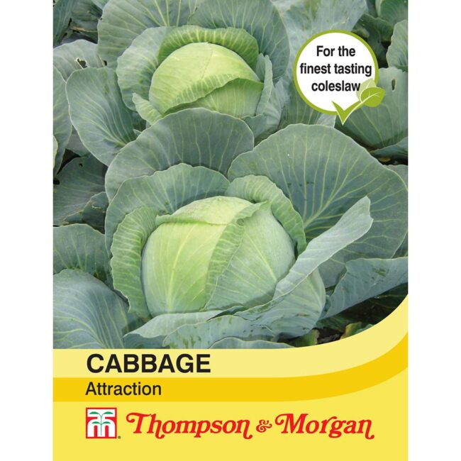 THOMPSON & MORGAN - CABBAGE ATTRACTION