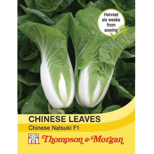 THOMPSON & MORGAN - CABBAGE CHINESE NATSUKI F1 HYBRID SEEDS