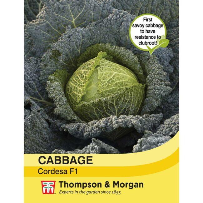 THOMPSON & MORGAN - CABBAGE SAVOY CORDESA F1 HYBRID SEEDS