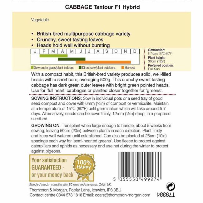 THOMPSON & MORGAN - CABBAGE TANTOUR F1 HYBRID SEEDS - Image 2