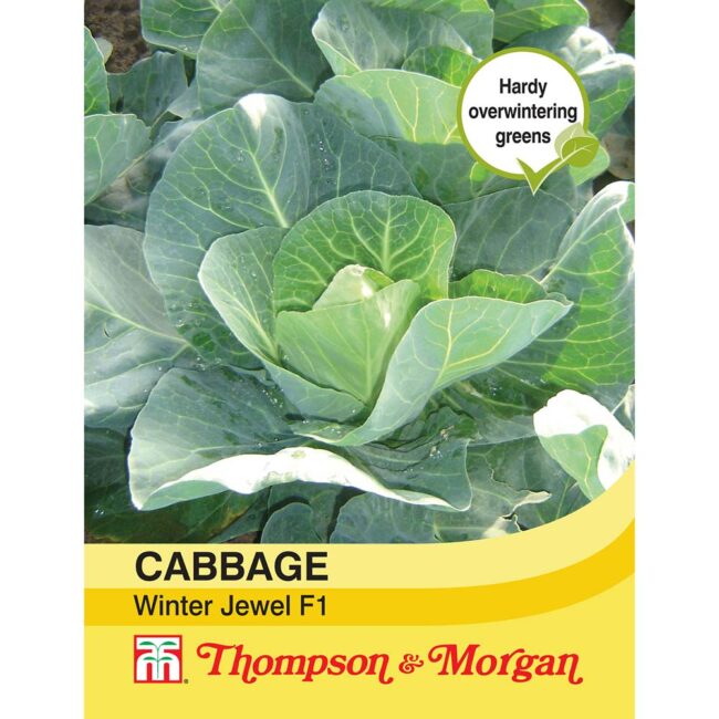 THOMPSON & MORGAN - CABBAGE WINTER JEWEL F1 HYBRID SEEDS