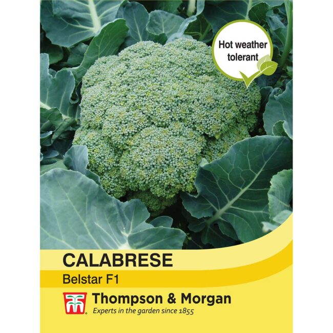 THOMPSON & MORGAN - CALABRESE BELSTAR F1 HYBRID SEEDS