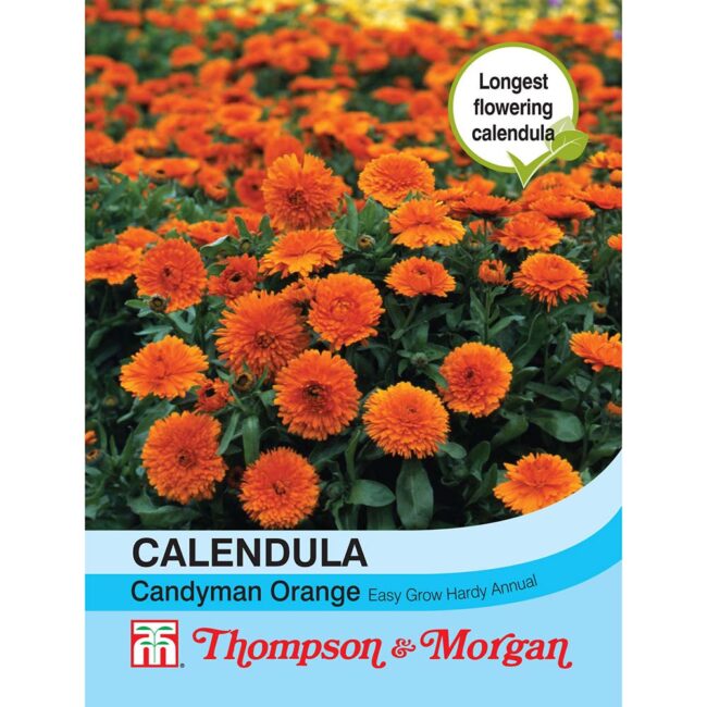 THOMPSON & MORGAN - CALENDULA CANDYMAN ORANGE SEEDS