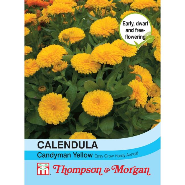 THOMPSON & MORGAN - CALENDULA CANDYMAN YELLOW SEEDS