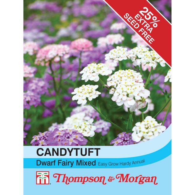 THOMPSON & MORGAN - CANDYTUFT DWARF FAIRY MIXED SEEDS