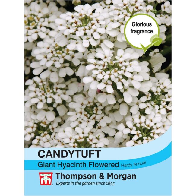 THOMPSON & MORGAN - CANDYTUFT GIANT HYACINTH FLOWERED