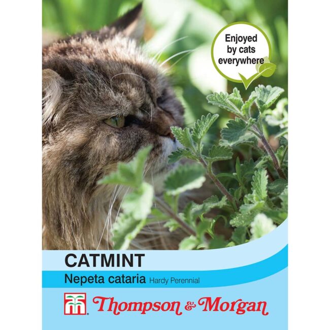 THOMPSON & MORGAN - CATMINT SEEDS