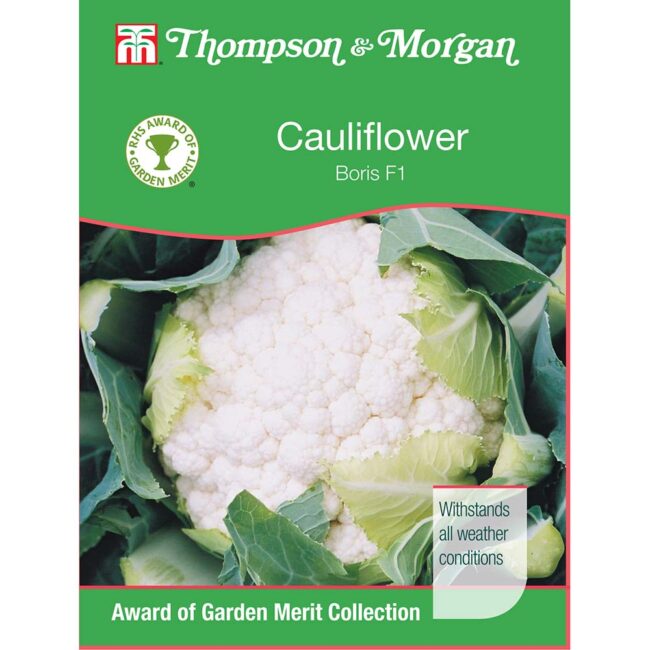 THOMPSON & MORGAN - CAULIFLOWER BORIS F1 HYBRID