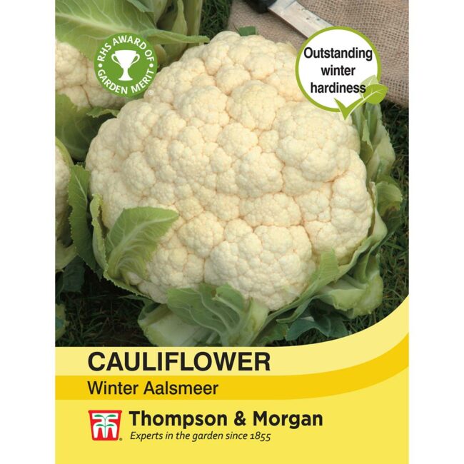 THOMPSON & MORGAN - CAULIFLOWER WINTER AALSMEER SEEDS