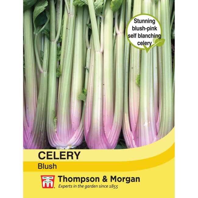 THOMPSON & MORGAN - CELERY SELF BLANCHING BLUSH