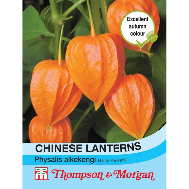 THOMPSON & MORGAN - CHINESE LANTERNS (PHYSALIS GIGANTEA) SEEDS