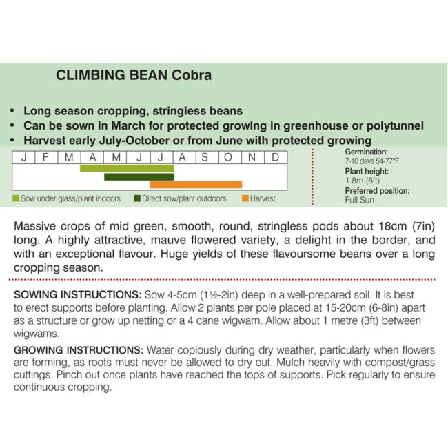 THOMPSON & MORGAN - CLIMBING BEAN COBRA - Image 2