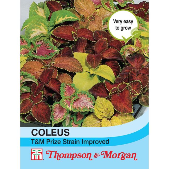 THOMPSON & MORGAN - COLEUS T&M PRIZE STRAIN IMPROVED SEEDS