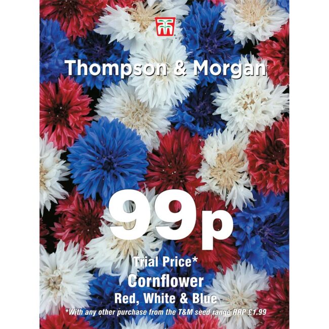 THOMPSON & MORGAN - CORNFLOWER RED, WHITE & BLUE