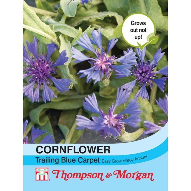 THOMPSON & MORGAN - CORNFLOWER TRAILING BLUE CARPET SEEDS