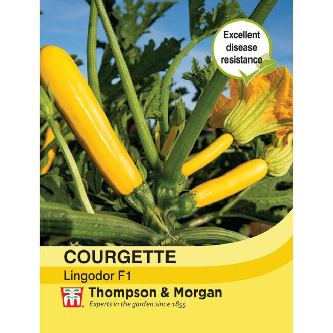 THOMPSON & MORGAN - COURGETTE LINGODOR F1