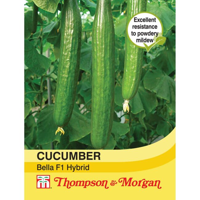 THOMPSON & MORGAN - CUCUMBER BELLA F1 HYBRID SEEDS