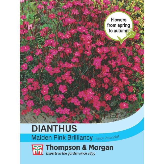 THOMPSON & MORGAN - DIANTHUS MAIDEN PINK BRILLIANCY SEEDS