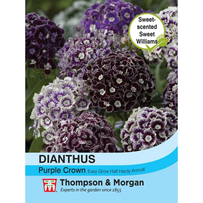 THOMPSON & MORGAN - DIANTHUS PURPLE CROWN SEEDS