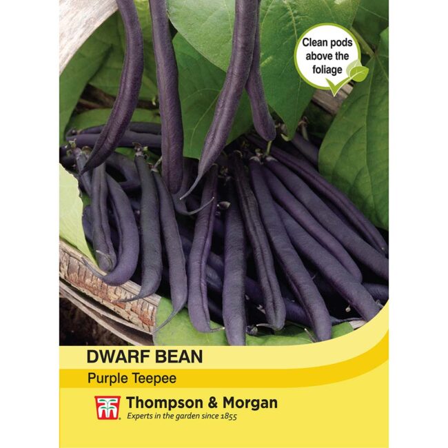 THOMPSON & MORGAN - DWARF BEAN PURPLE TEEPEE SEEDS
