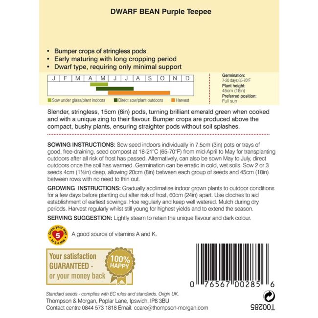 THOMPSON & MORGAN - DWARF BEAN PURPLE TEEPEE SEEDS - Image 2