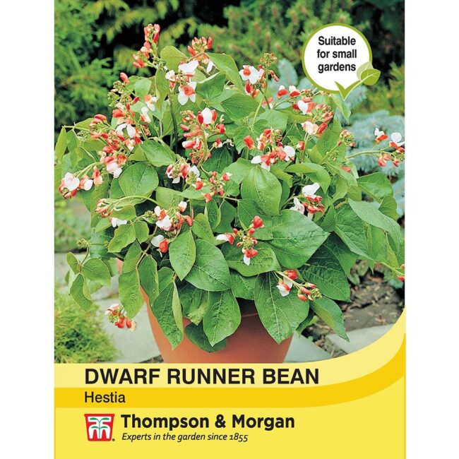 THOMPSON & MORGAN - DWARF RUNNER BEAN HESTIA SEEDS