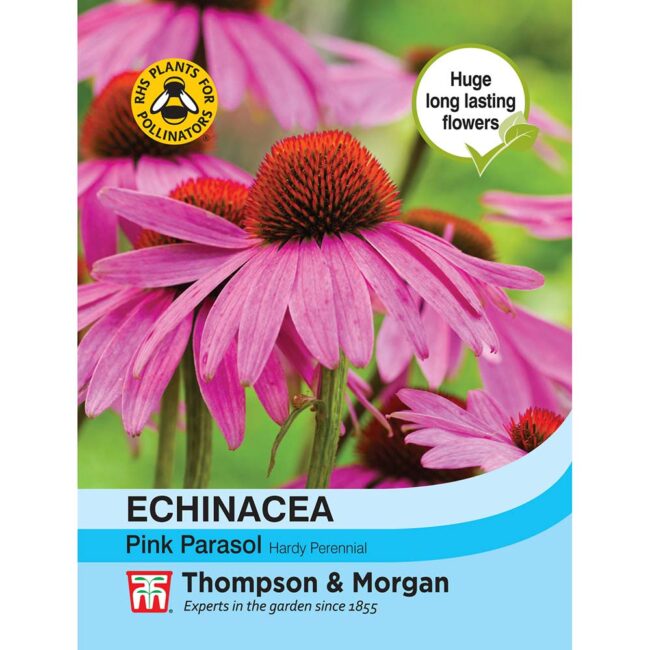 THOMPSON & MORGAN - ECHINACEA PINK PARASOL SEEDS