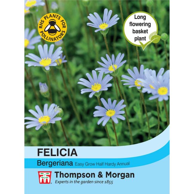 THOMPSON & MORGAN - FELICIA BERGERIANA SEEDS