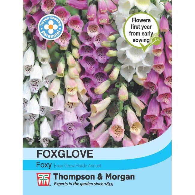 THOMPSON & MORGAN - FOXGLOVE FOXY SEEDS