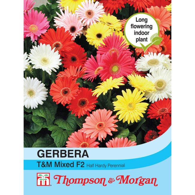 THOMPSON & MORGAN - GERBERA T&M MIXED F2 HYBRID SEEDS