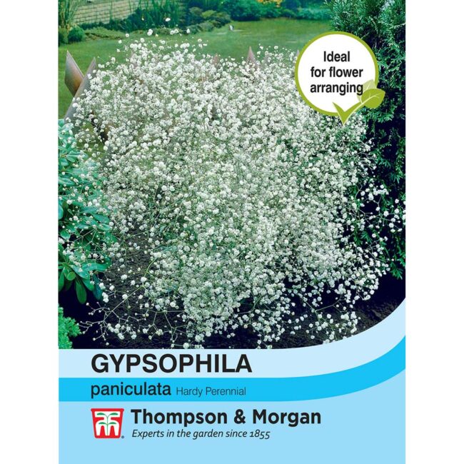 THOMPSON & MORGAN - GYPSOPHILA PANICULATA SEEDS